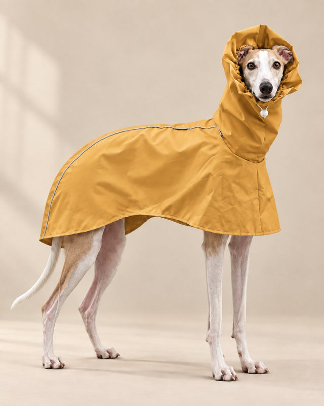 Hardal Damla Kapüşonlu Tazı Yağmurluğu — Whippet