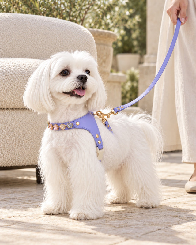 Mücevher Gemstone Harness & Lead Set — everyday wear