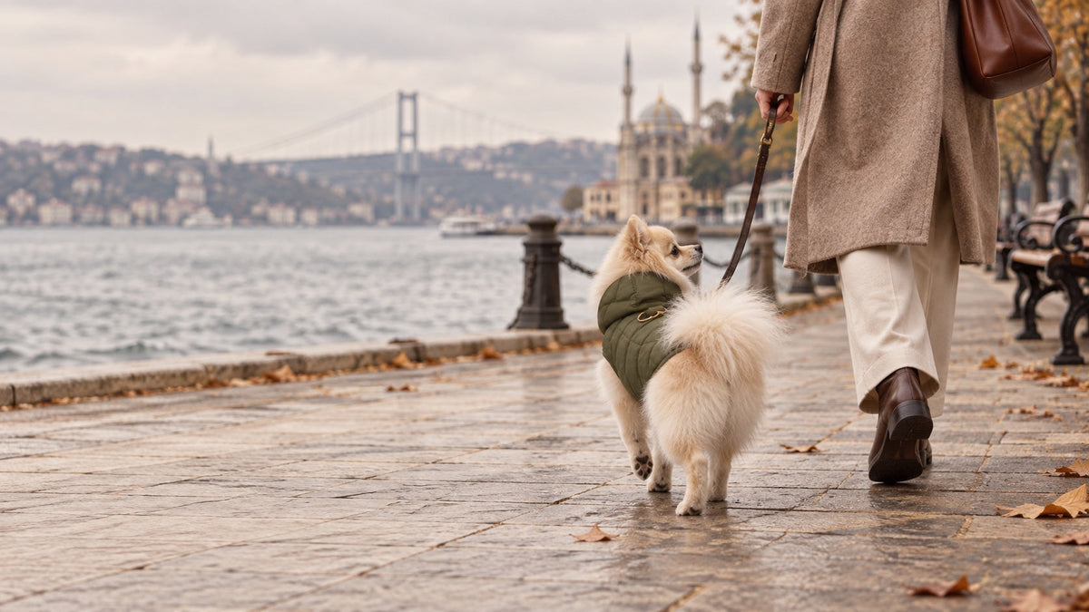 Kış için köpek montu rehberi