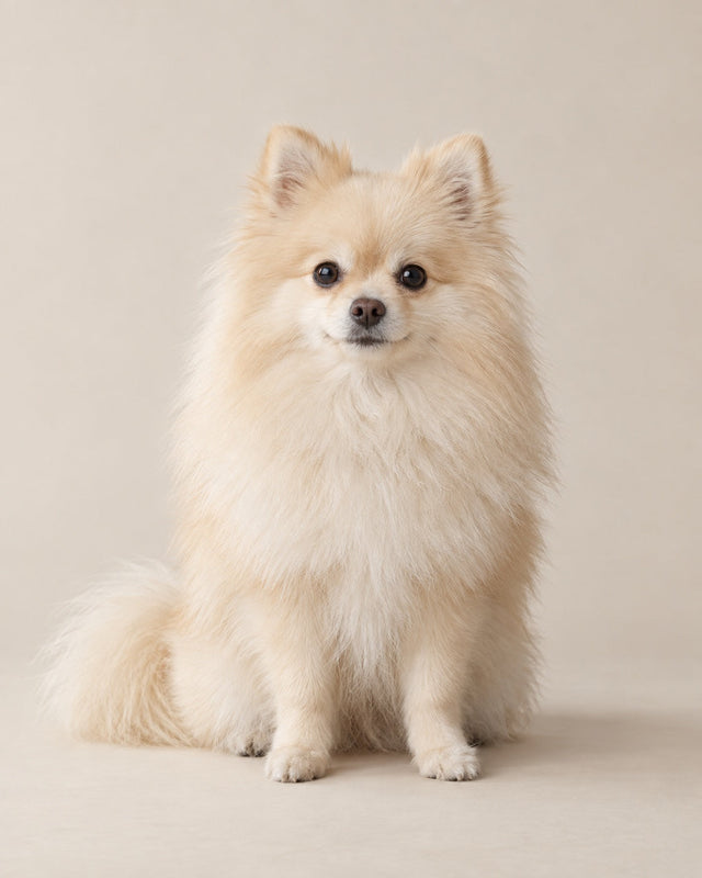 Pomeranian