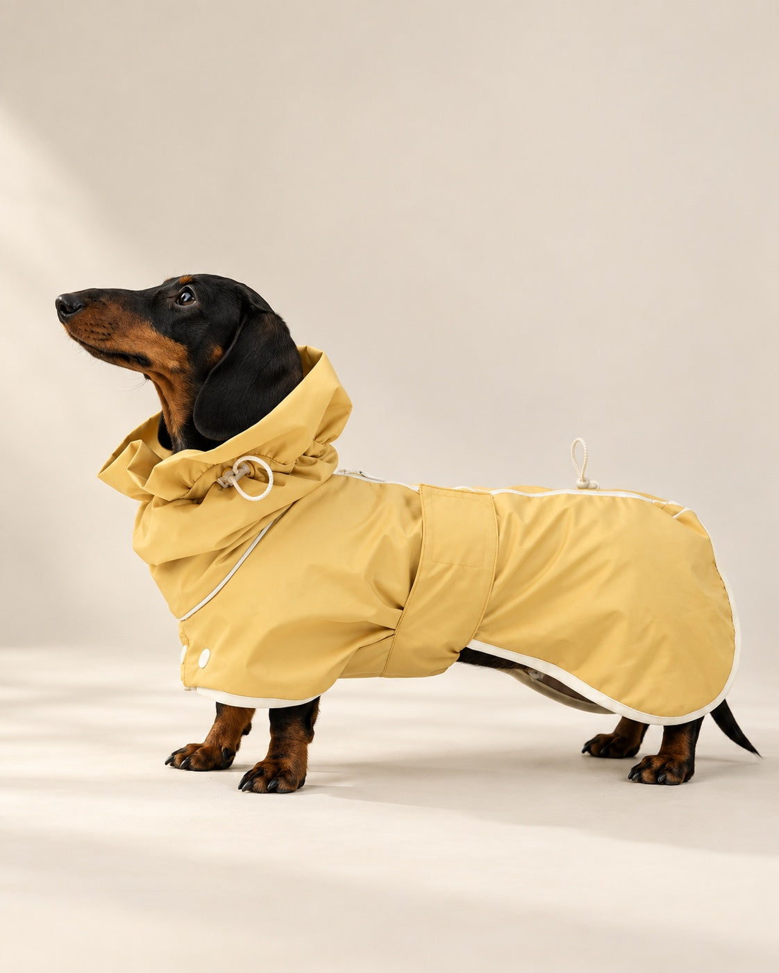 Hardal Çise Yağmurluk — Dachshund