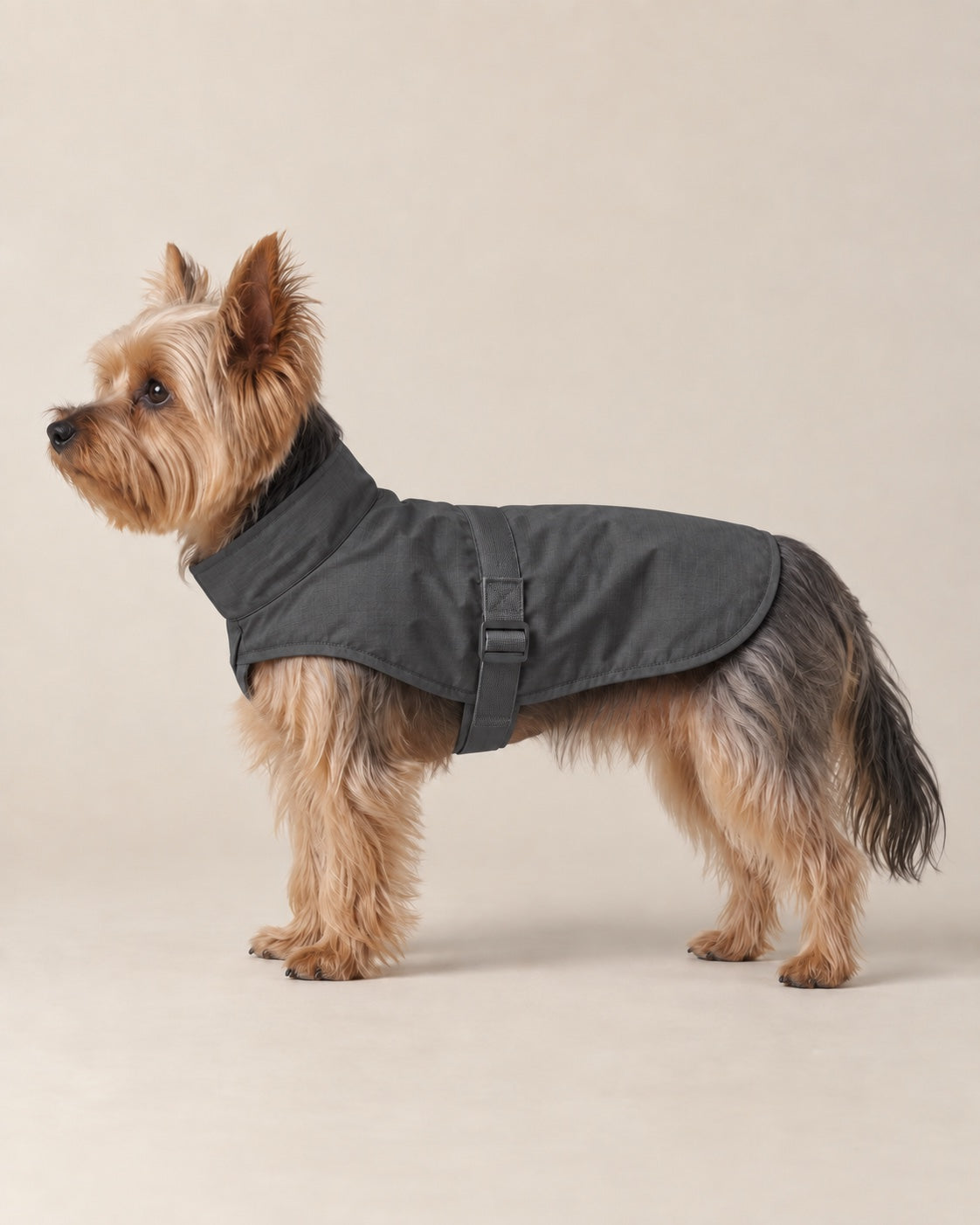 Antrasit Çisenti Hafif Yağmurluk — Yorkshire Terrier