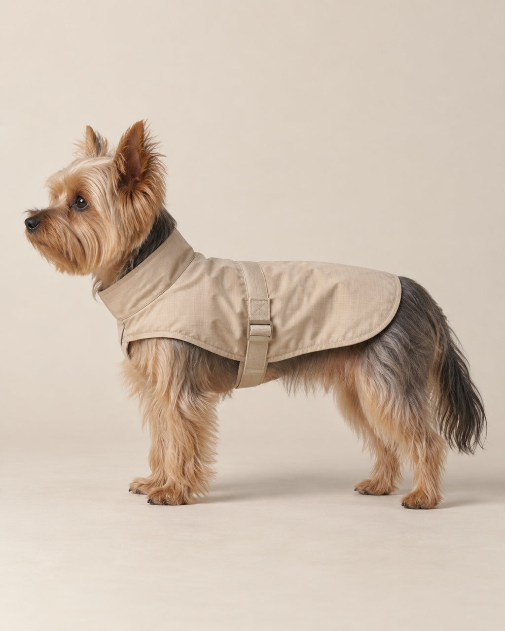 Bej Çisenti Hafif Yağmurluk — Yorkshire Terrier
