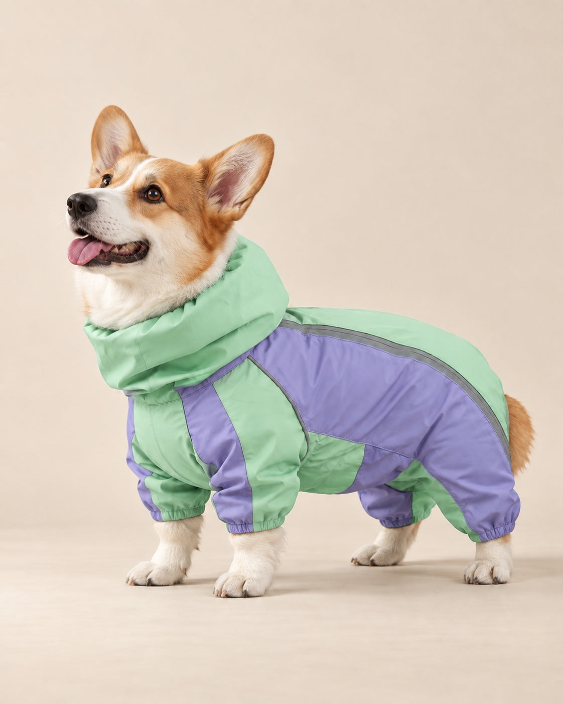 Lila Karayel Kısa Bacak Yağmur Tulumu — Pembroke Corgi