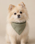 Adaçayı Keten Bandana — Pomeranian