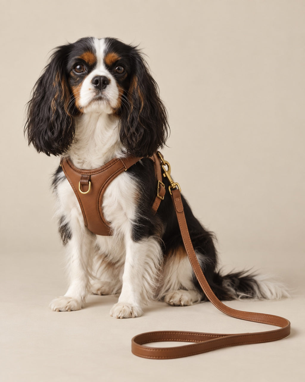 Konyak Meşe Tasma Takımı — Cavalier King Charles