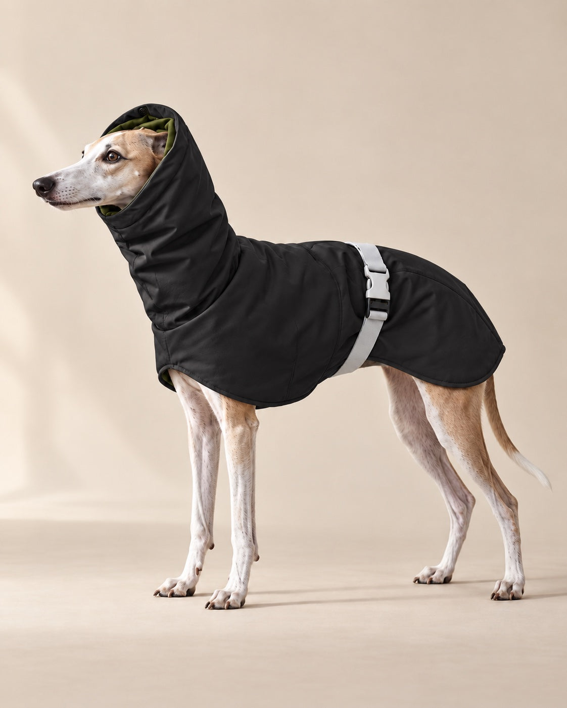 Siyah Zemheri Tazı Montu — Whippet